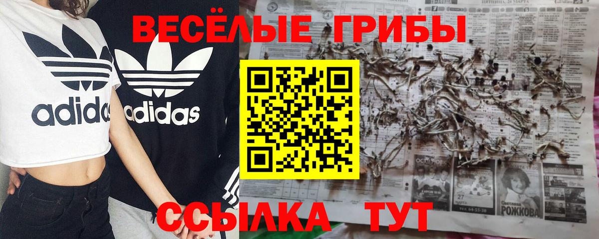 Галлюциногенные грибы Psilocybe Кстово